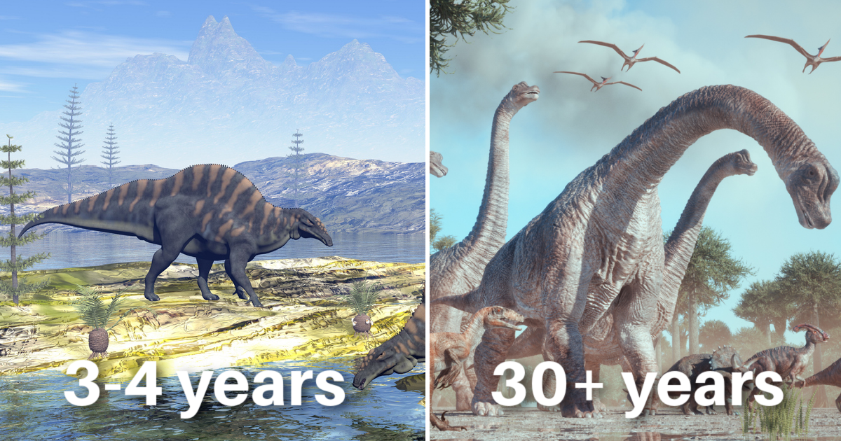 HowlongDidDinosaursLive Dinosaurs Grew A Lot Faster And Lived A Lot Shorter Than We First Believed