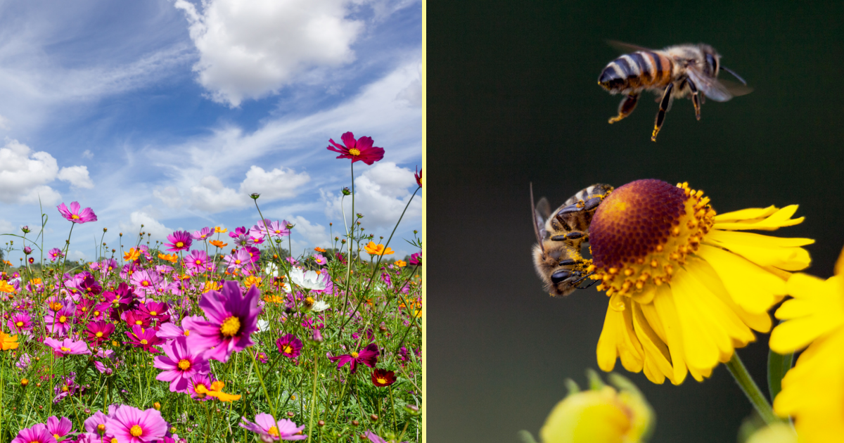 Scientists Say Wildflowers Are Starting To Pollinate Themselves, But ...