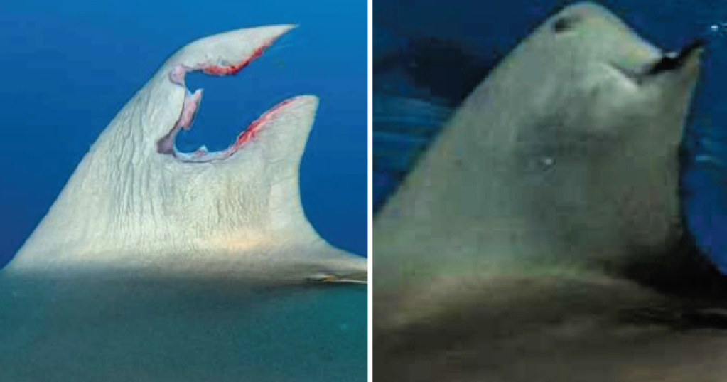 Scientists Are Intrigued That This Silky Shark Regenerated Its Ravaged Dorsal Fin