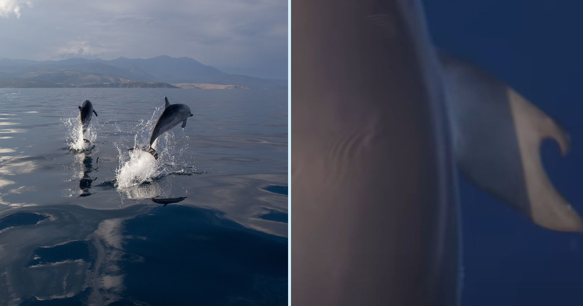 Scientists Have Found A Dolphin That Has Thumbs