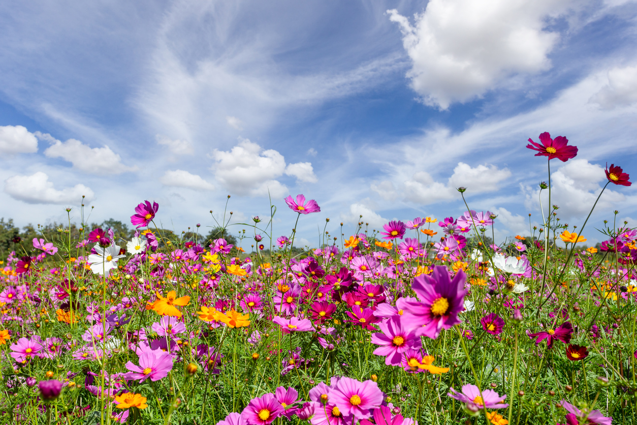 iStock 1401731818 Scientists Say Wildflowers Are Starting To Pollinate Themselves, But Thats Not Necessarily A Good Thing