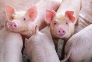 Genetics Company Wants To Sell Gene-Hacked Pigs That Are Less Susceptible To Disease