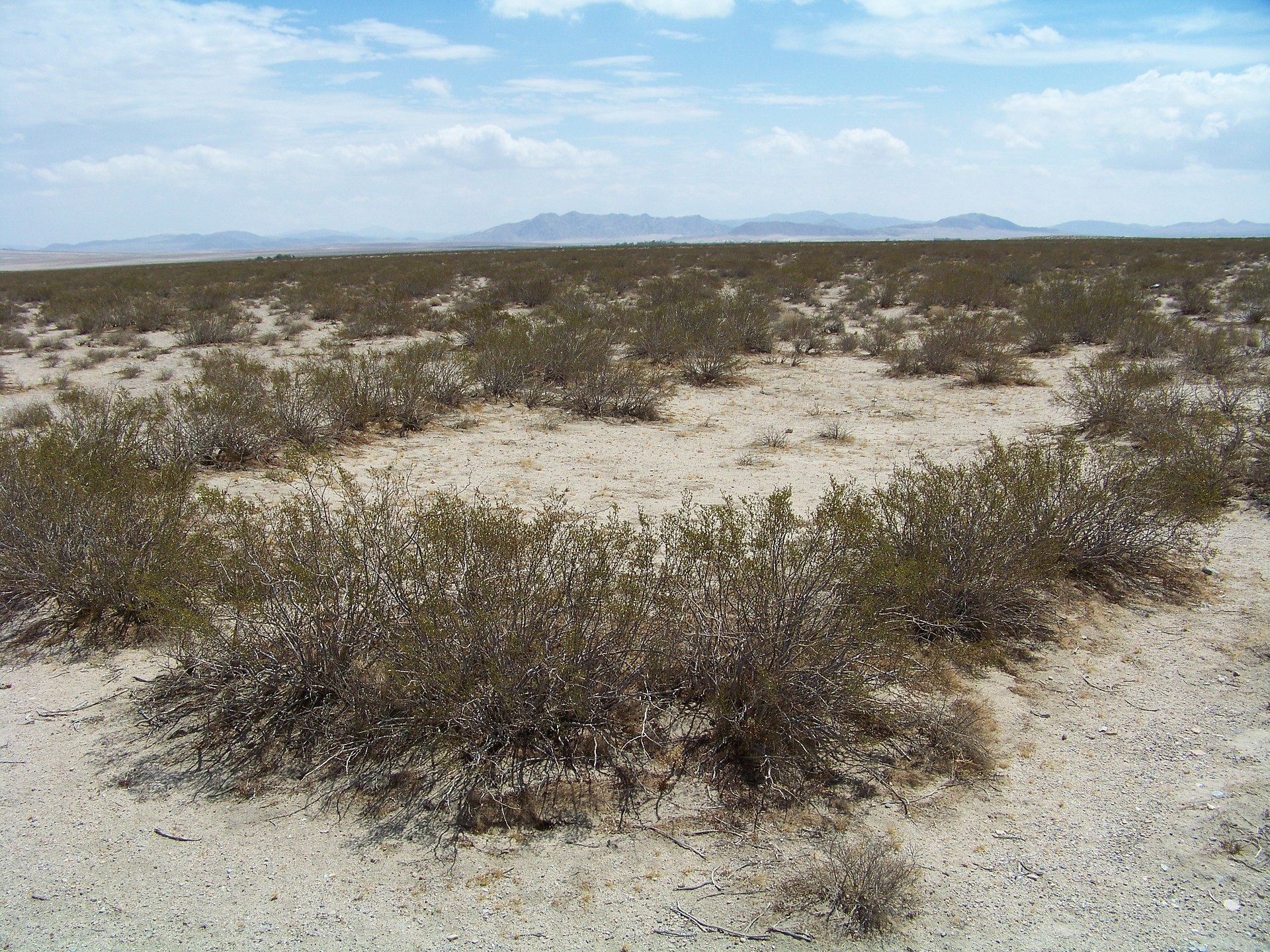 King Clone The Mojave Desert Is Home To A Plant That Has Lived For 11,700 Years