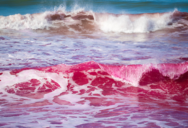 Californian Scientists Are Dyeing The Ocean Pink To Understand More About How Seawater And Freshwater Interact
