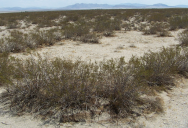 The Mojave Desert Is Home To A Plant That Has Lived For 11,700 Years