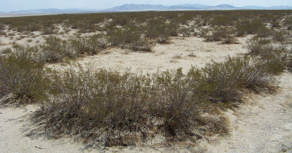 The Mojave Desert Is Home To A Plant That Has Lived For 11,700 Years
