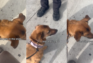 ‘How do I know you have a disability?’ – Grocery Store Security Guard Didn’t Believe That A Woman’s Service Dog Was Legit