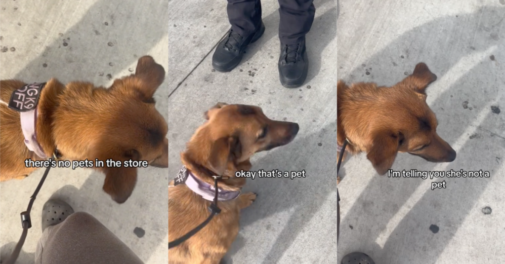 'How do I know you have a disability?' - Grocery Store Security Guard Didn’t Believe That A Woman’s Service Dog Was Legit