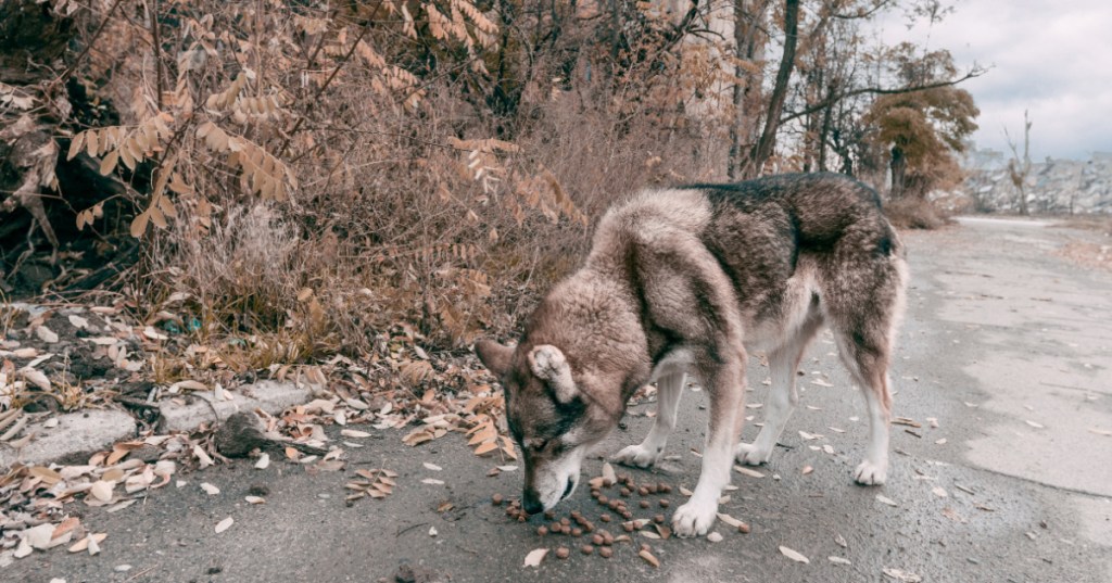 The Wolves In Chernobyl Have Developed Genetic Mutations That Protect Them From Cancer