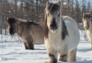 How Siberian Horses Evolved To Survive Sub-Zero Temperatures