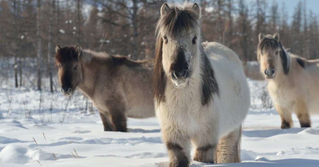 How Siberian Horses Evolved To Survive Sub-Zero Temperatures
