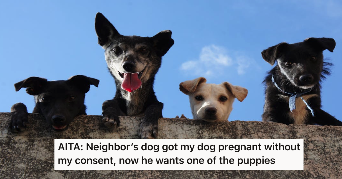 Do Not Take Any Puppies AITA His Dog Got Pregnant By His Neighbors Dog And It Felt Intentional. Now The Neighbor Is Demanding A Puppy And He Refused.