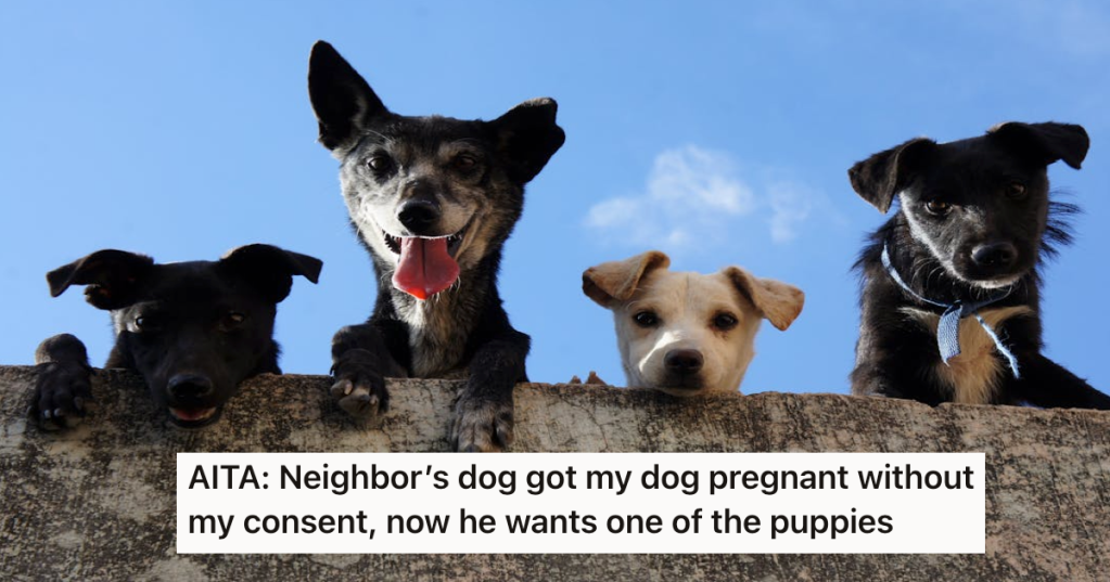 His Dog Got Pregnant By His Neighbor's Dog And It Felt Intentional. Now The Neighbor Is Demanding A Puppy And He Refused.