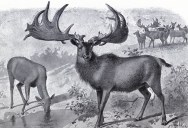 This Huge Deer Used To Live In Ireland And First Emerged 400,000 Years Ago