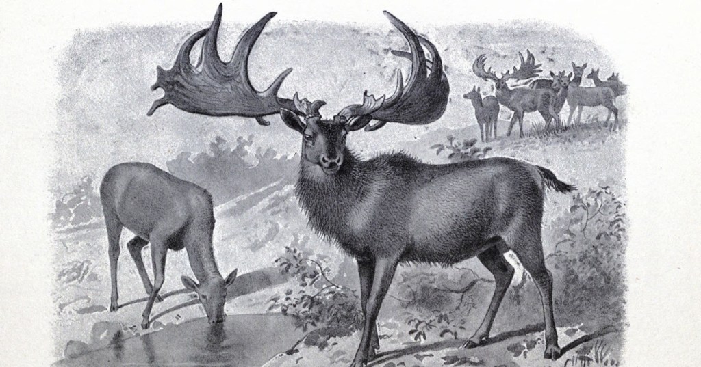 This Huge Deer Used To Live In Ireland And First Emerged 400,000 Years Ago