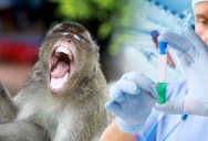 Monkeys Implanted With Neuralink Had Brain Swelling, Partial Paralysis And Self Harming Behavior
