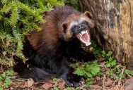 After 100 Years, Scientists Are Bringing The Wolverine Back To The Rocky Mountains So They Can Survive Climate Change