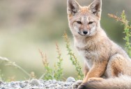 Humans Might Have Relied On Foxes Before We Domesticated Dogs