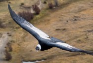 Why Is The Longest A Bird Can Fly Without Flapping Their Wings? Researchers Have Figured It Out.