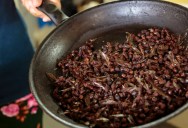 The Next Big Seasoning Trend Are Edible Ants Whose Venom Tastes Savory, While Some Even Smell Like Meat