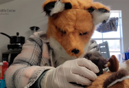 This Wildlife Center Employee Cares For Baby Foxes Dressed Like An Adult Fox