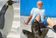 Floridians Once Believed A Giant Penguin Lived On Clearwater Beach
