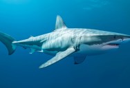 Here’s How Long It Takes A Great White Shark To Cross The Ocean