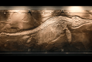 The World’s Largest Marine Reptile Lived Over 200 Million Years Ago And Was 82 Feet Long