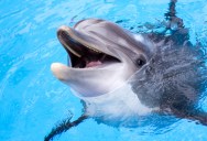 New Recording Suggests Dolphins Can Learn To Speak “Porpoise”