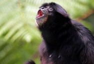 Group Of Captive Siamang Gibbons Sing In Celebration After Witnessing A Live Birth