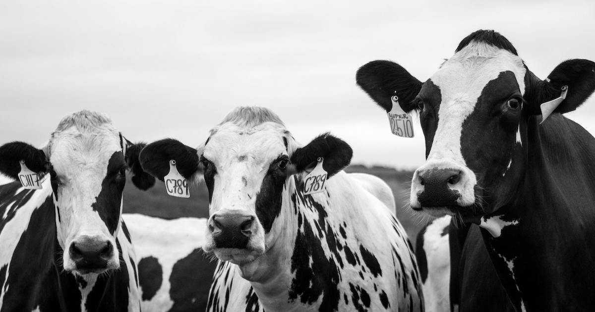 Scientists Have Hacked Cow Genes So They Can Produce High Levels Of Human Insulin In Their Milk