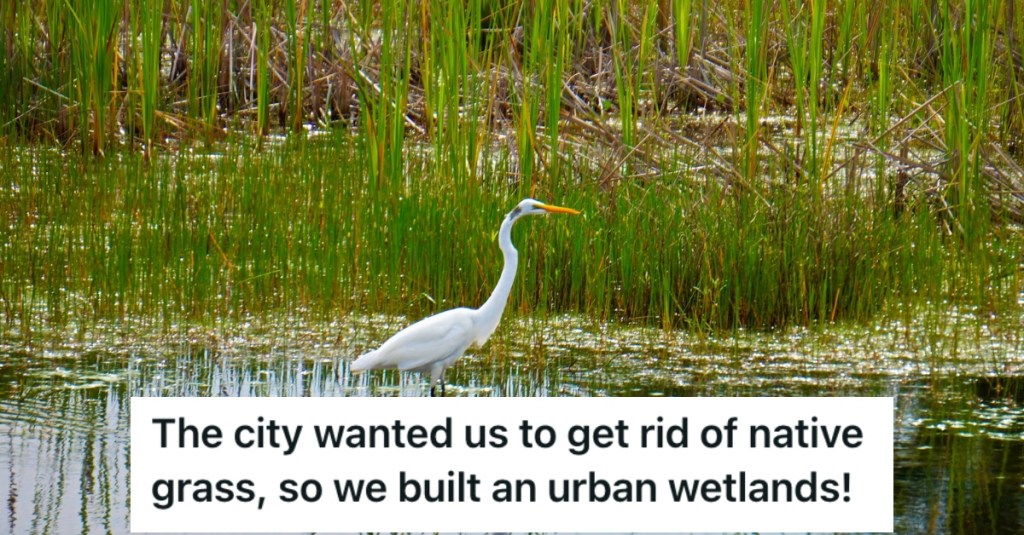 The City Tried to Step In And Tell Them What To Do On Their Urban Farm. They Responded By Creating A Wetlands Area.