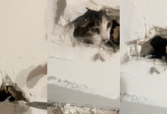 Maintenance Workers Sealed A Woman’s Cat Behind An Apartment Wall. She Had To Cut A Hole In The Drywall To Get It Out.
