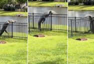 People Online Are Having A Ball Watching This Alligator Lumber Over A Fence