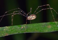 You’ve Heard The Rumors About Their Small Mouths, But Are Daddy Long Legs Actually Poisonous?