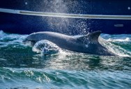 Here’s Why Marine Biologists Think Dolphins Swim In Front Of Ships
