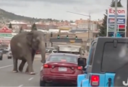 Montana Motorists Sit In Awe As They Watch An Elephant Cross The Road