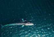 Fin Whales Are The Second-Largest Animal On Earth And Have Been Protected, But Now Japan Is Set To Start Hunting And Eating Them Again