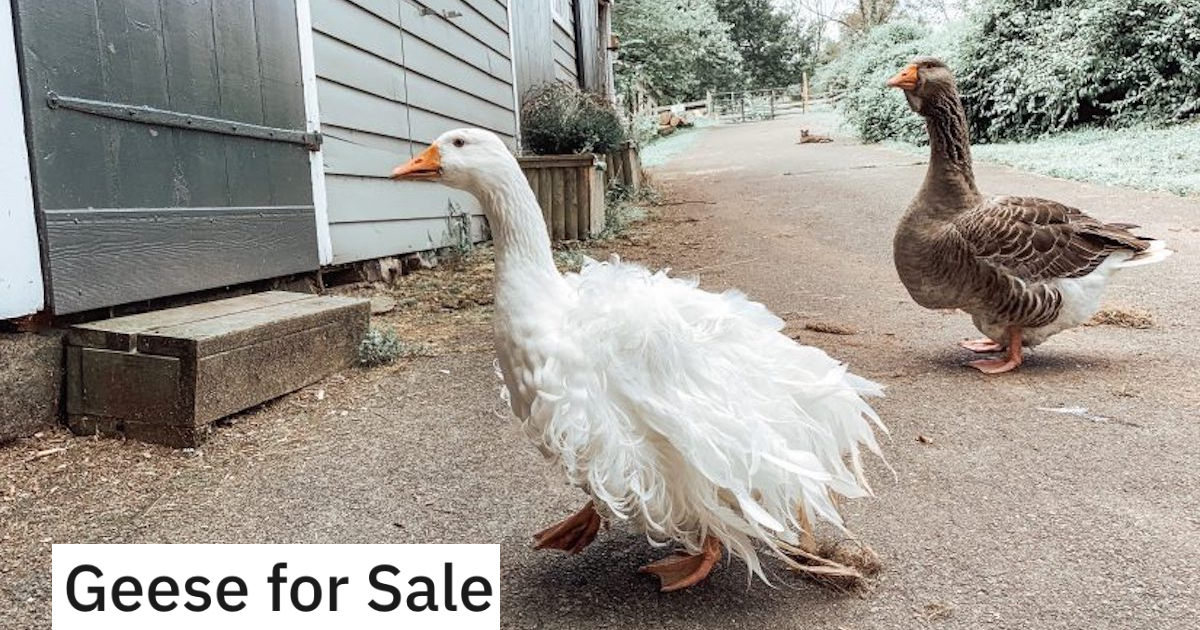 Geese Thumb When Insufferable Roommate Refuses To Move Out, Man Crafts Up A Hilarious Ad To Drive Her Away