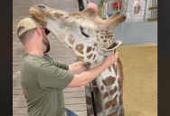 A Chiropractor Adjusted A Giraffe And It’s Fascinating To Watch