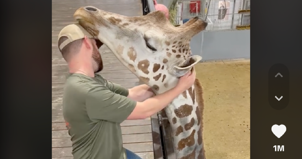 A Chiropractor Adjusted A Giraffe And It's Fascinating To Watch