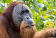 Researchers Observe An Orangutan Treating Its Injury With A Medicinal Plant