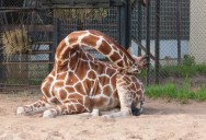 Here’s How Giraffe’s Lay Down Their Heads When They Get Tired