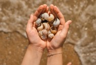 Here’s Why You Should Leave Seashells On The Beaches Where You Find Them