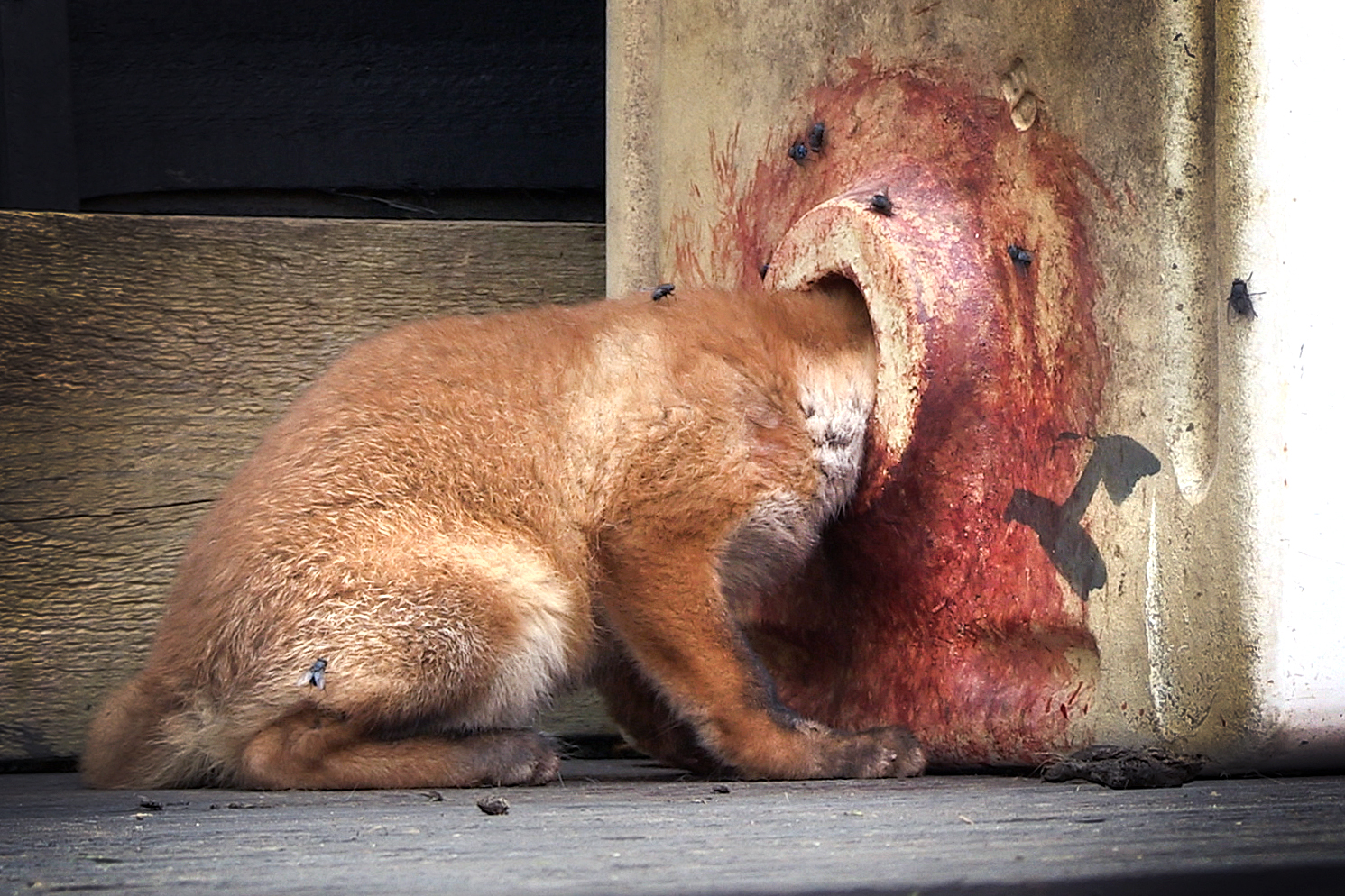 Source: Facebook/South Essex Wildlife Hospital