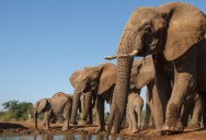 New Research Shows African Elephants Call Each Other By “Name”