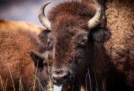 Researchers Say A Single Herd Of Bison Could Offset The C02 Output Of 40,000 Cars