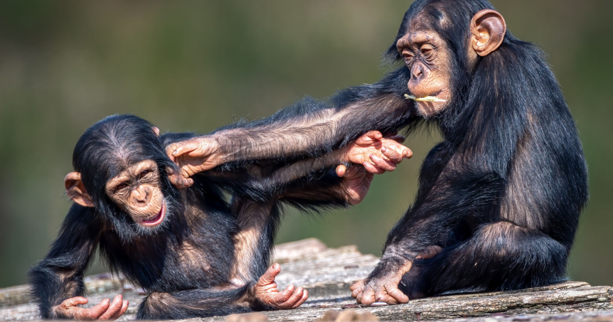 Humans and Chimpanzees Share 96% Of Their Genetic Code, So Why Are We