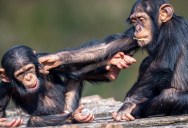 Humans and Chimpanzees Share 96% Of Their Genetic Code, So Why Are We Still So Different?