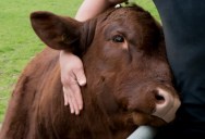 Research Shows Cuddling A Cow Is Actually Great Therapy For You Both